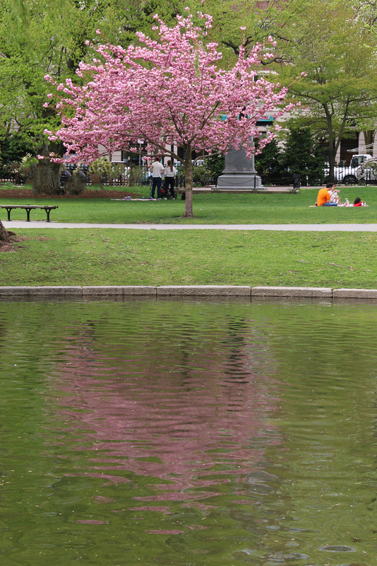 Reflections in pink