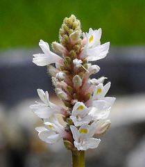 20210826 2581CPw [D~LIP] Herzblättriges Hechtkraut (Pontederia cordata Pink), Bad Salzuflen