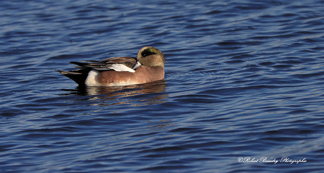 Canard d'Amérique (mâle )