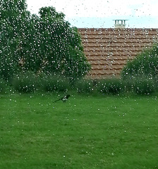 La pie sous la pluie - Magpie in the rain EXPLORER