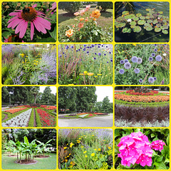 Blumen - 12.07.2025 - Konstanz Blumen - 12.07.2025 - Konstanz