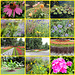 Blumen - 12.07.2025 - Konstanz