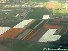 125 Dutch Bulb Fields