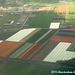 125 Dutch Bulb Fields