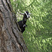 The wildlife of Livigno, Sondrio - The goat mountaineer... cucù!