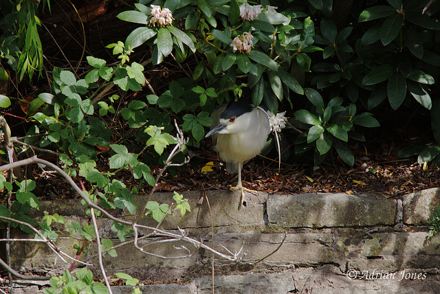 Night Heron