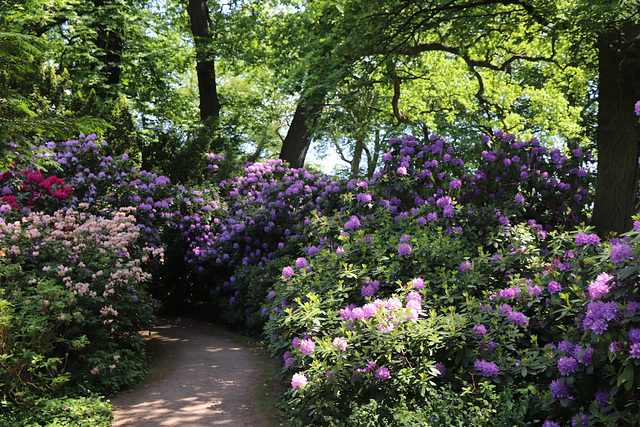 Wörlitzer Park Rhododendren Blüte 28.05.2017 15