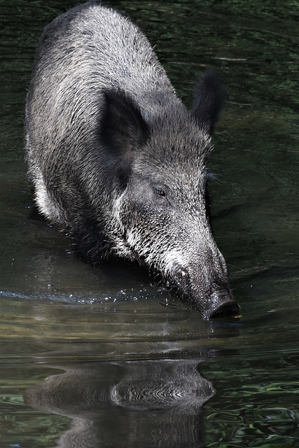 Wildschwein