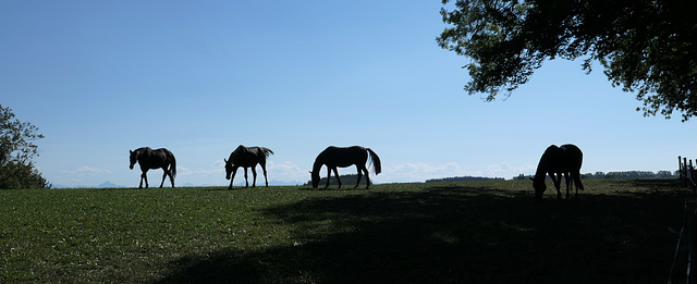 grasende Pferde