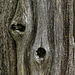 Day 3, fence, DeLaurier Homestead, Pt Pelee