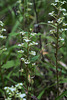 Ponthieva racemosa (Shadow-witch orchid)