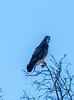 A prairie falcon at Bosque del Apache3