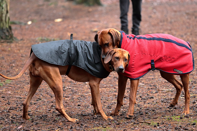 EOS 6D Peter Harriman 12 59 53 09372 HeathLakeDogs dpp