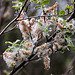 20110519 2628RAw [D~MI] Weide, Samen, Großes Torfmoor, Hille