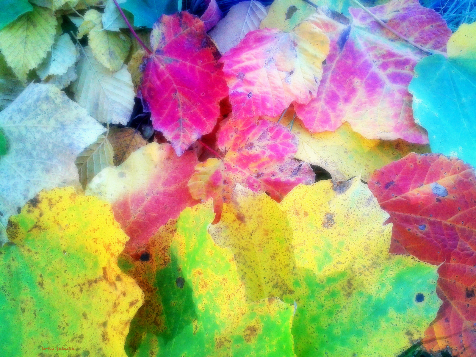 Autumn leaves