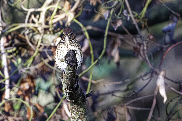 Song thrush