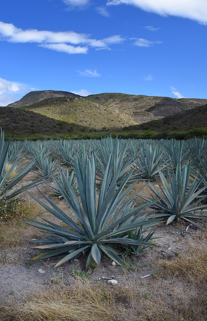 Agave Fields