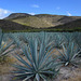 Agave Fields