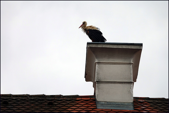 "Bei dem Mistwetter liefere ich keine Babies aus!" :-)))