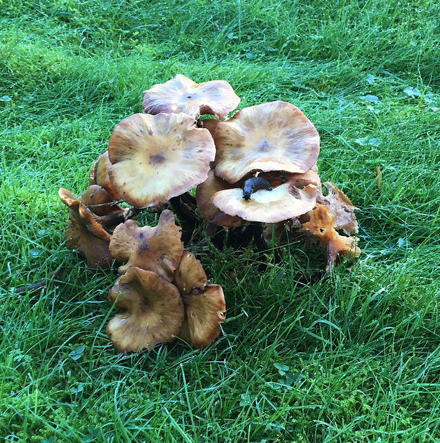 Champignons du jardin