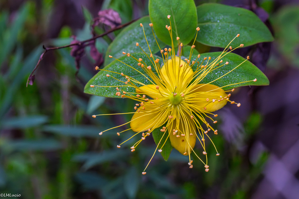 Hypericum Canariense