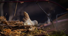 Das Holzstück war auf einen Holzstumpf gebettet :)) The piece of wood was resting on a wooden stump :)) Le morceau de bois reposait sur une souche de bois :))