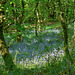 Last of the Piethorne bluebells?