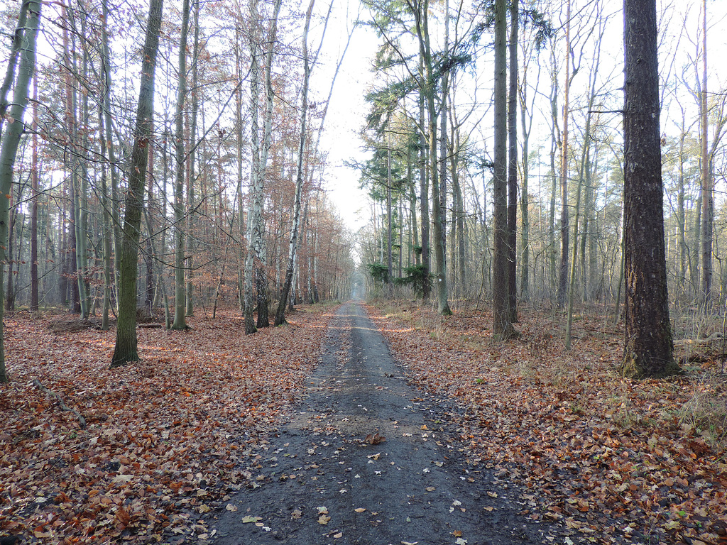 Waldweg / Fernwanderweg E10