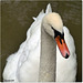 CYGNE