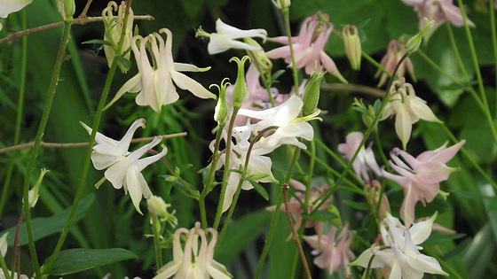 The white/pale pink aqualegia is pretty