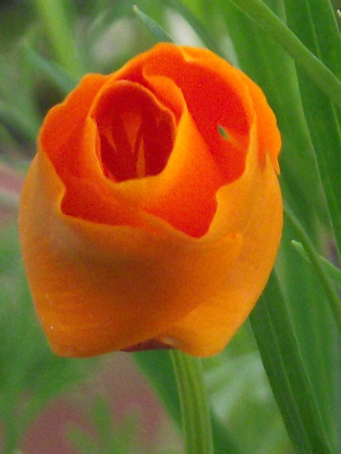 The gorgeous orange of the Californian poppy