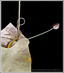 The 50 Images Project - tea bag - 41/50 - flowering bag