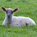 May 10: Lamer lamb