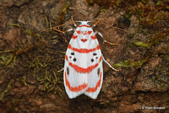 Cyana peregrina (Walker, 1854)