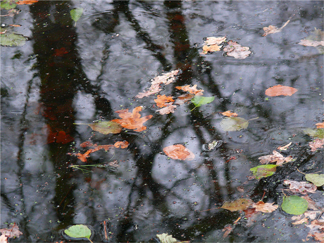 les couleurs de l'automne