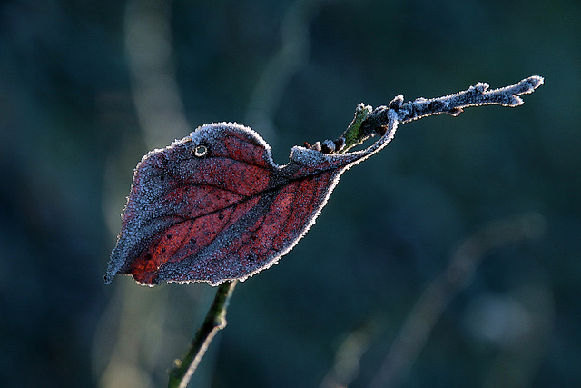 Sous l'effet du givre