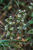 Ponthieva racemosa (Shadow-witch orchid)