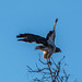 An eagle at Bosque del Apache4