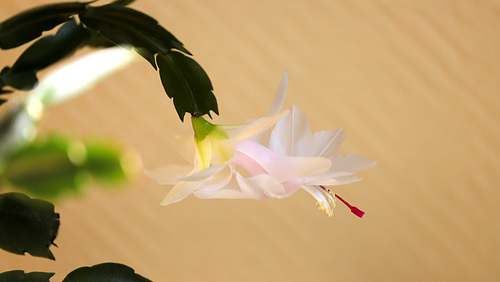 Schlumbergera