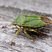 20110519 2629RAw [D~MI] Grüne Stinkwanze, Großes Torfmoor, Hille