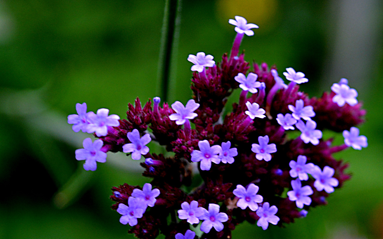 Verbena