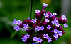 Verbena