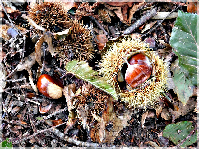 L'Automne dans le chemin