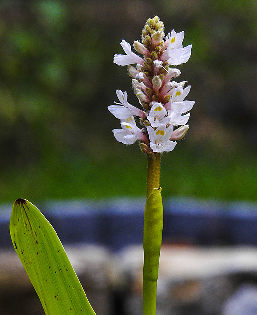 20210826 2583CPw [D~LIP] Herzblättriges Hechtkraut (Pontederia cordata Pink), Bad Salzuflen