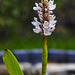 20210826 2583CPw [D~LIP] Herzblättriges Hechtkraut (Pontederia cordata Pink), Bad Salzuflen