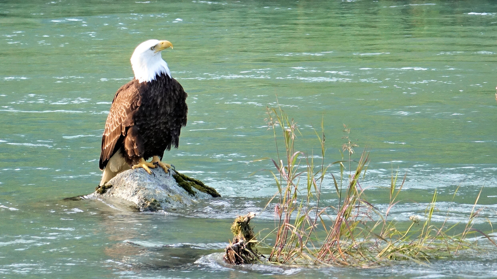 Waiting for salmon