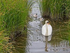 Swan with Cygnets