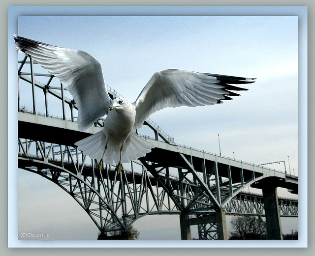 The bridge keeper.