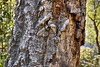 In the Redwood Forest, Take 7 – Pfeiffer Big Sur State Park, Monterey County, California