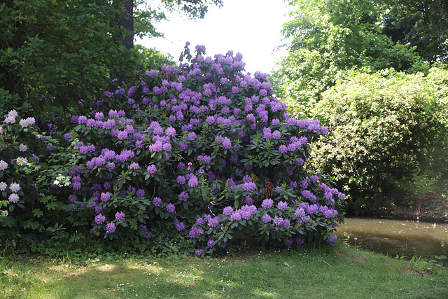 Wörlitzer Park Rhododendren Blüte 28.05.2017 17